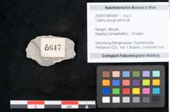 Foto (Objekt + Etikett) von Callitris brongniartii Endl. (NHMW-GEO-2024-0188-6647)